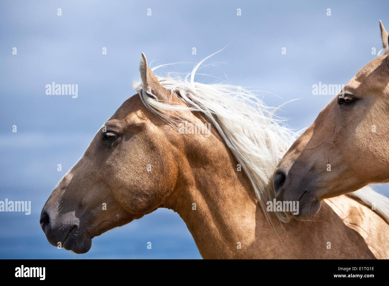 Zwei Pferde, Equus Caballus, Nahaufnahme, Saskatchewan, Kanada Stockfoto