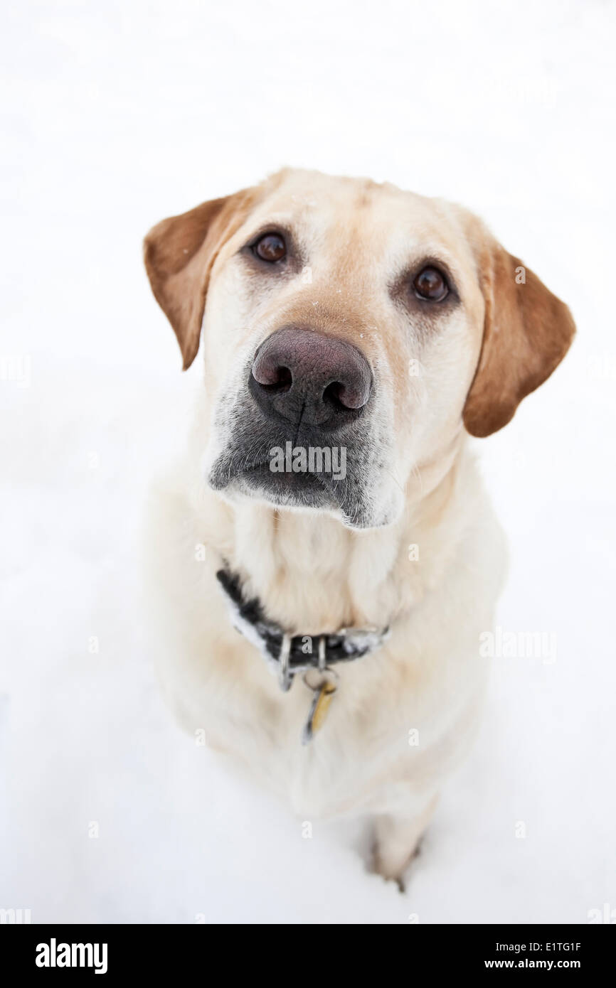 Yellow Labrador Retriever, sitzen im Schnee, Porträt Stockfoto