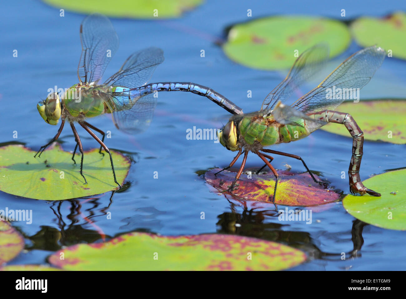 Gemeinsamen grünes Darner (Anax Junius) am kleinen Fluss Teich, Comox BC Stockfoto