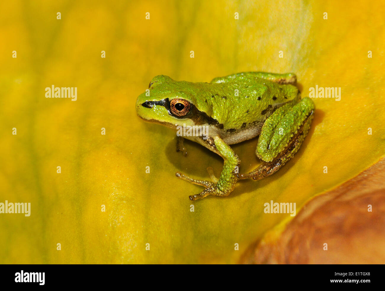 Pacific Laubfrosch (Pseudacris Regilla) bei Bowser Moor, Bowser BC Stockfoto