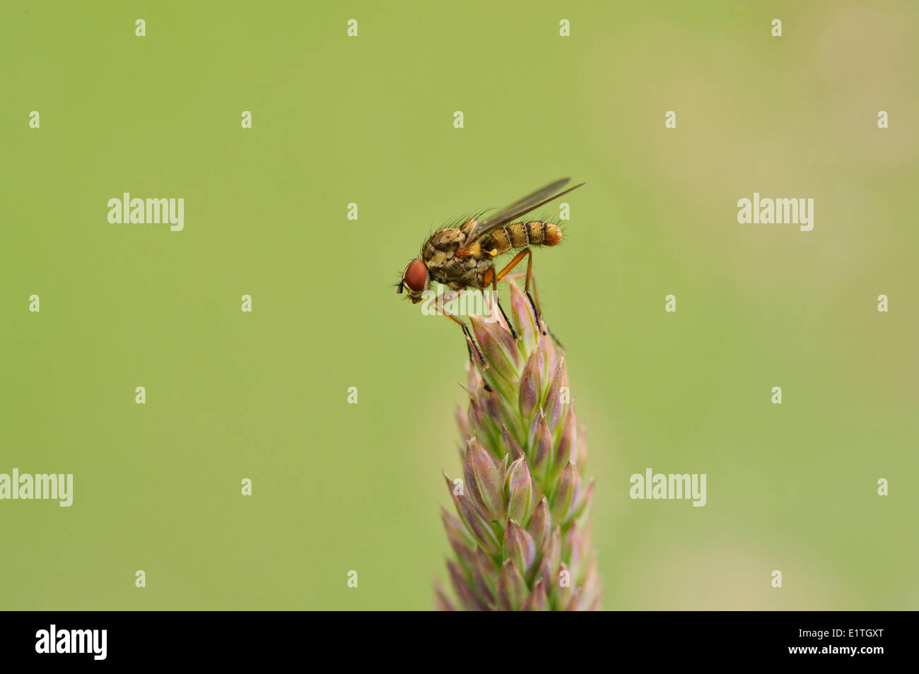 Wurzel Maden fliegen, Anthomyiidae, Saanich BC Stockfoto