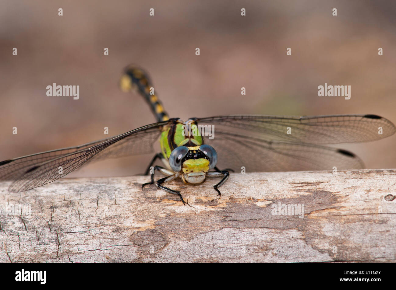 Gewundene Snaketail, in der Nähe von Ophiogomphus Occidentis die Nanimo flussaufwärts Nanaimo River Road, Nanaimo BC Stockfoto