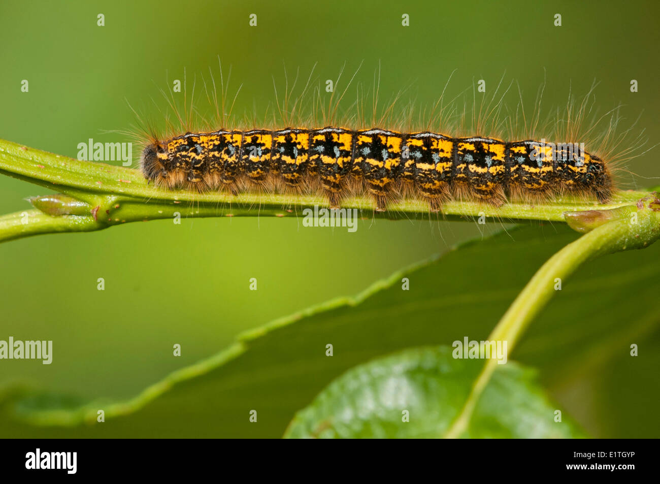Zelt Caterpillar, Familie Lasiocampidae Hochland BC Stockfoto