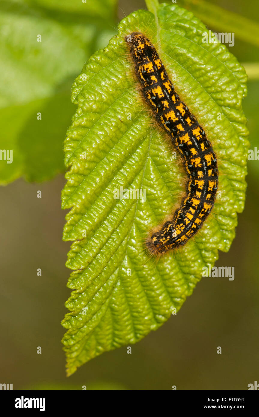 Zelt Caterpillar, Familie Lasiocampidae Hochland BC Stockfoto