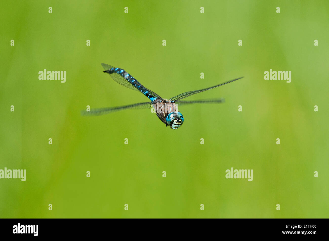 Variable Darner, Aeshna Interrupta bei Bowser Moor, Bowser BC Stockfoto