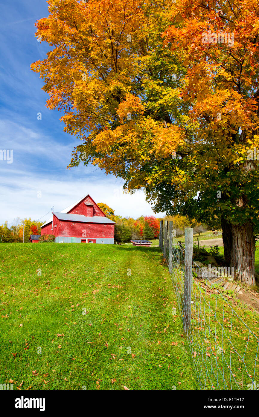 Rote Scheune und Ahorn im Herbst Laub, Queensbury, Saint John River, New Brunswick, Kanada Stockfoto