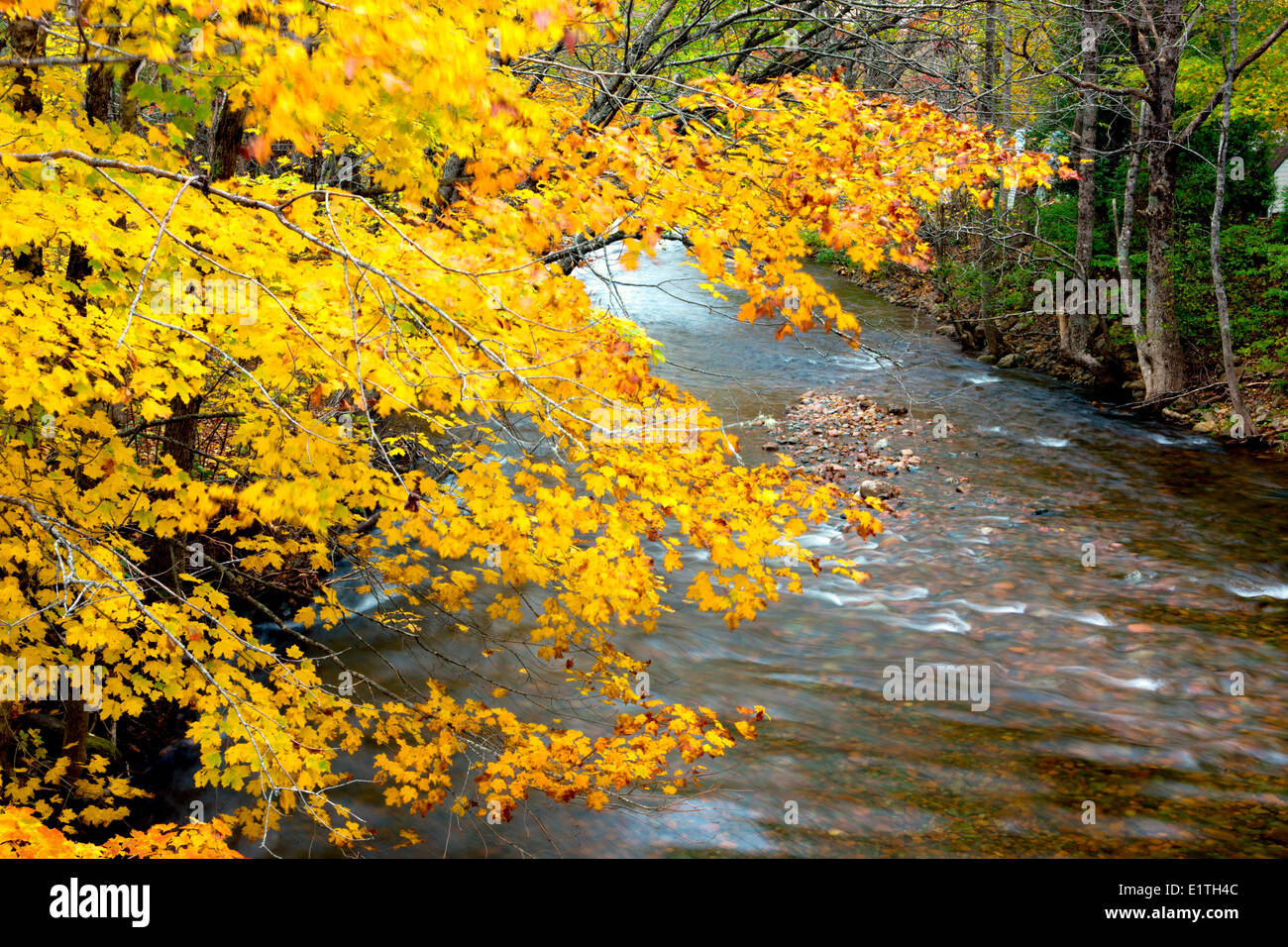 Wentworth Fluss im Herbst, Wentworth Tal, Nova Scotia, Kanada Stockfoto
