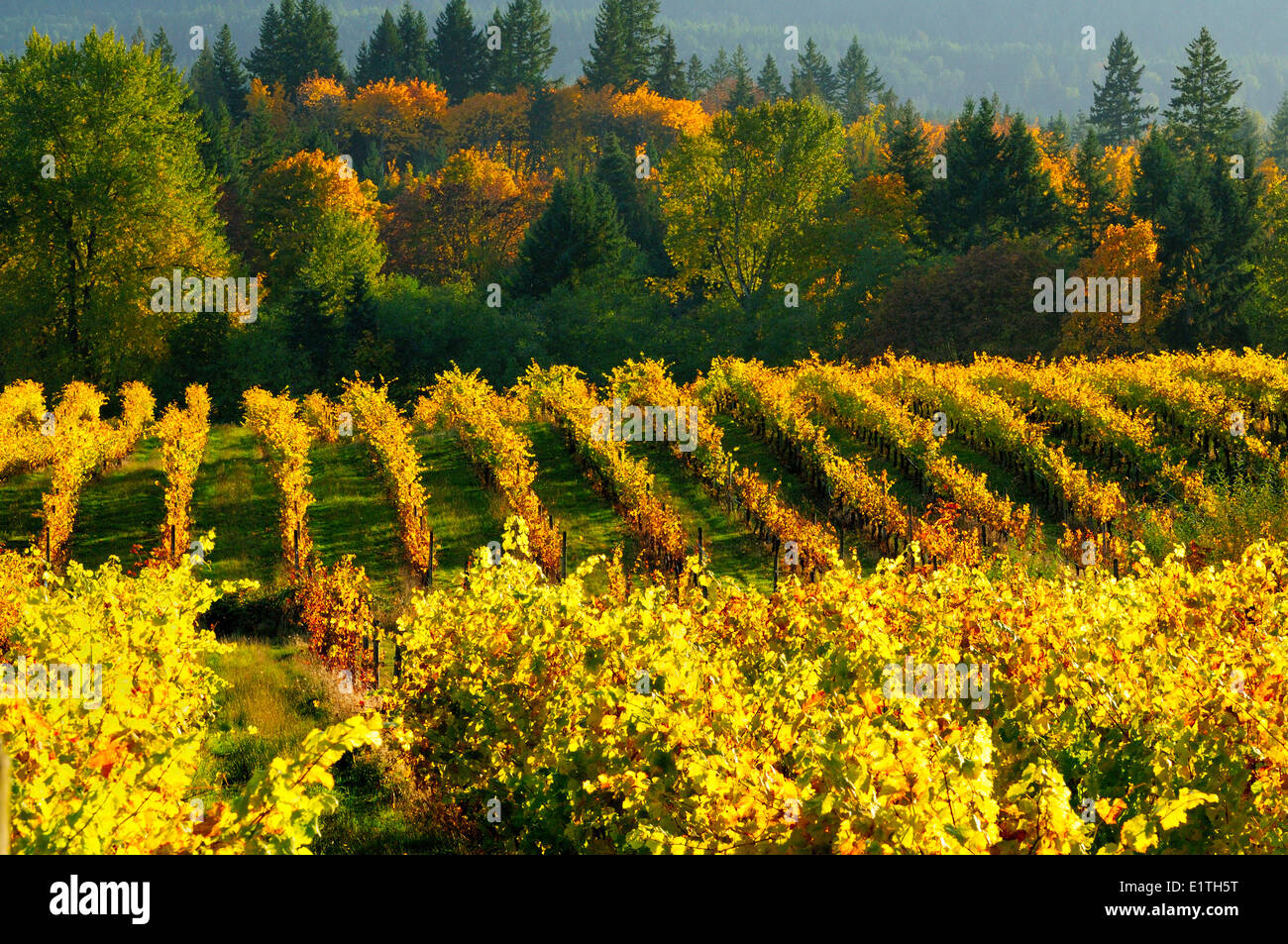 Reihen von Trauben im Herbst Farben im Weinberg im Zanatta Weingut in Glenora in der Nähe von Duncan, BC. Stockfoto