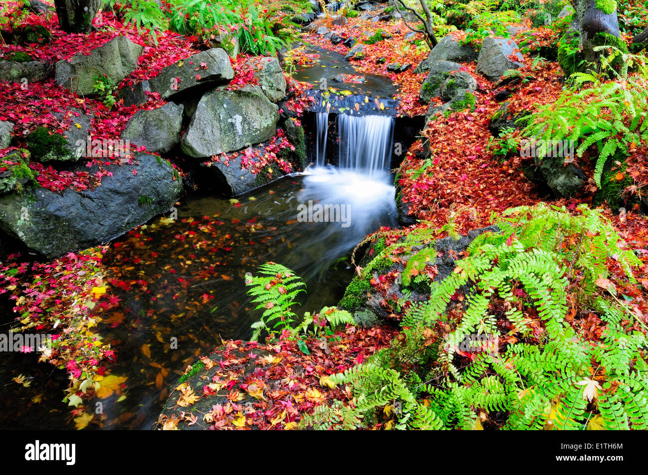 Ein kleiner Bach mit Wasserfall verkehrt zwischen gefallenen japanischen Ahornblätter und Farne in Beacon Hill Park in Victoria, BC. Stockfoto