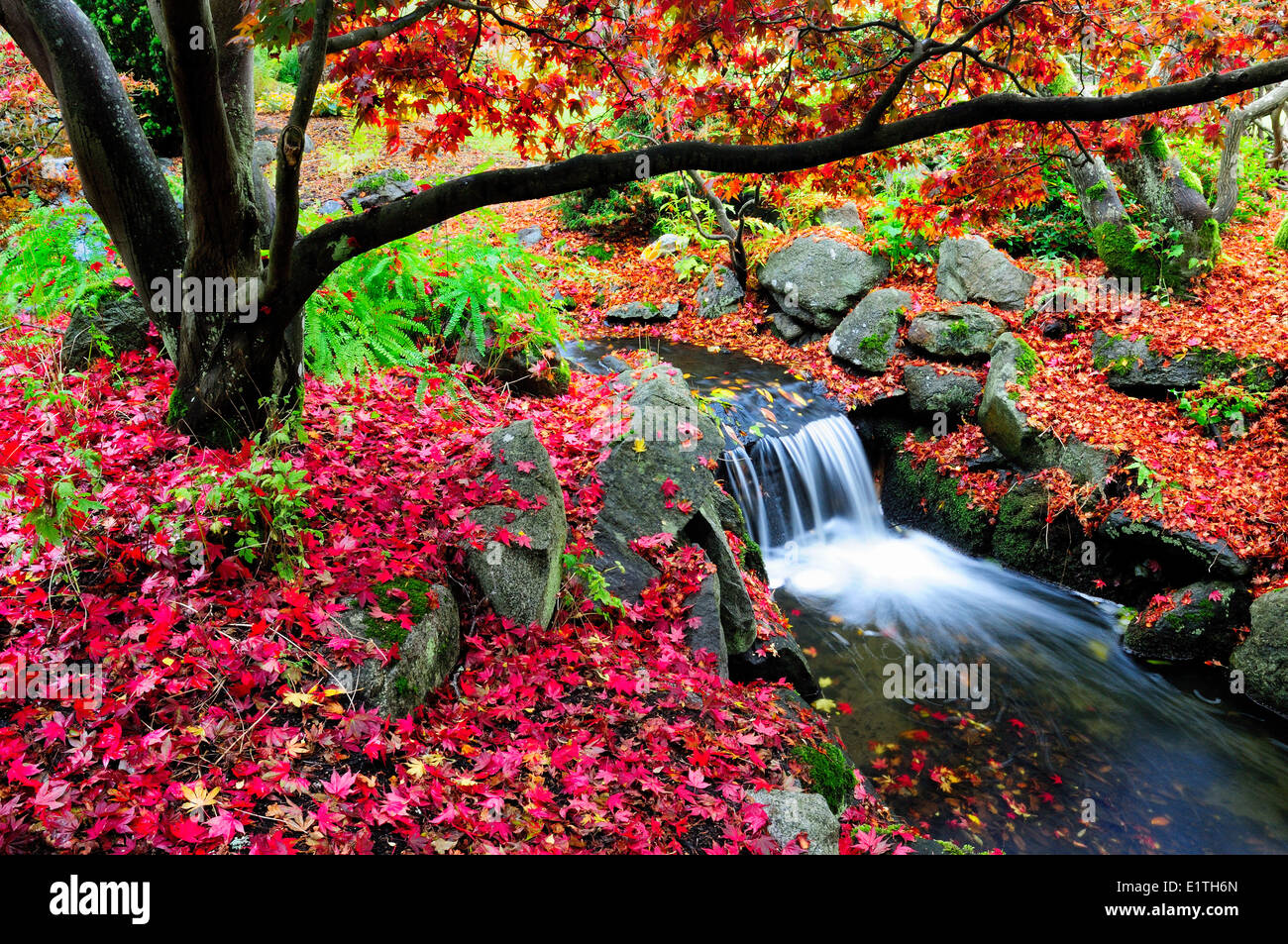 Ein Bach mit Wasserfall unter den japanischen Ahorn mit Herbstfarben in Beacon Hill Park, Victoria, BC. Stockfoto