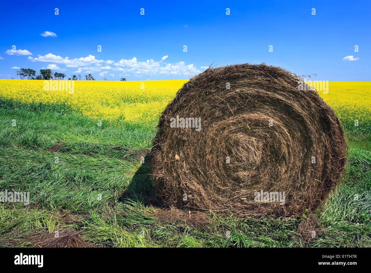 Heu-Ballen und Raps Feld, in der Nähe von Neepawa, Manitoba, Kanada Stockfoto