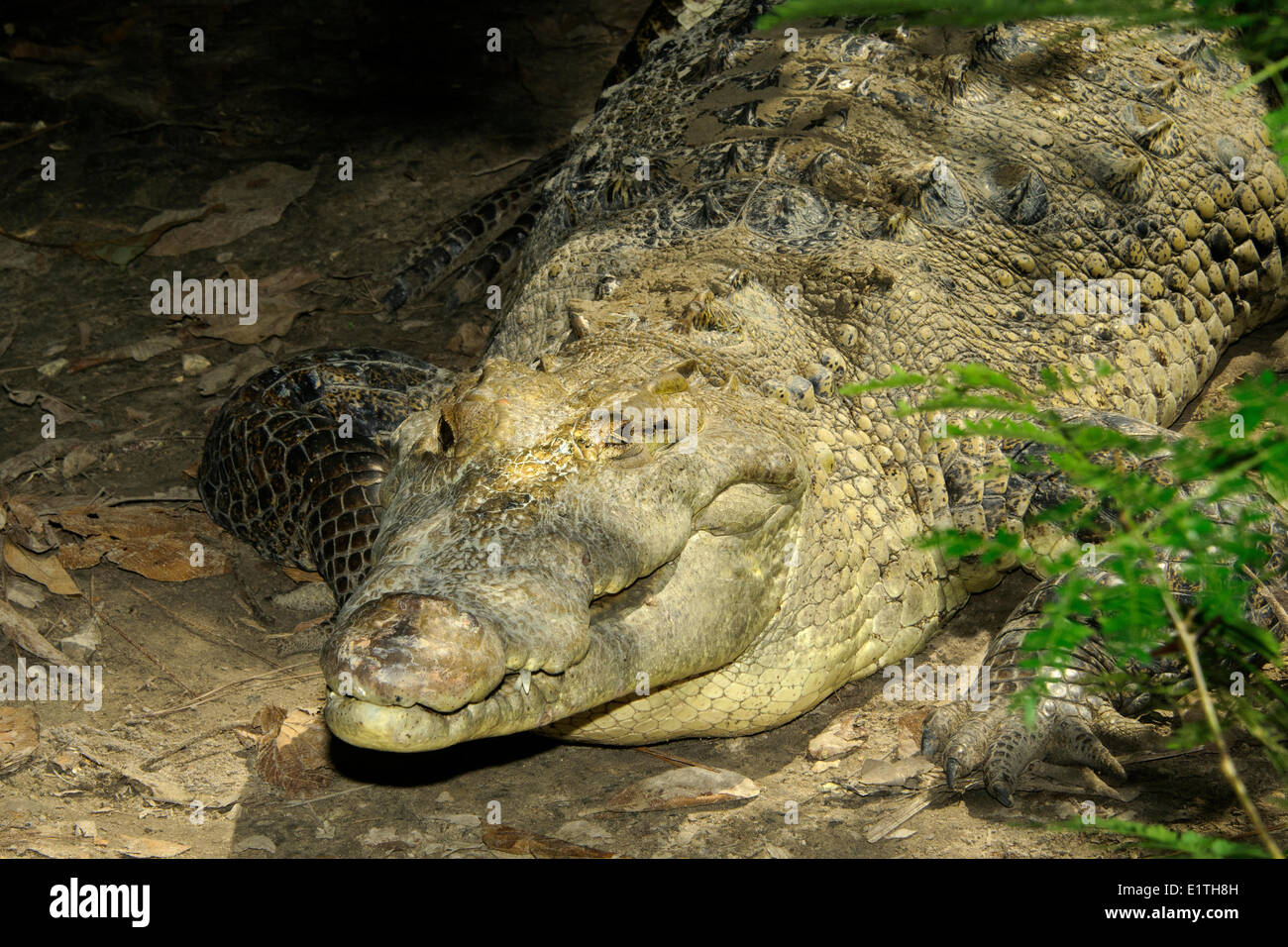 Amerikanisches Krokodil (Crocodylus Acutus) Aalen, Belize, Mittelamerika Stockfoto
