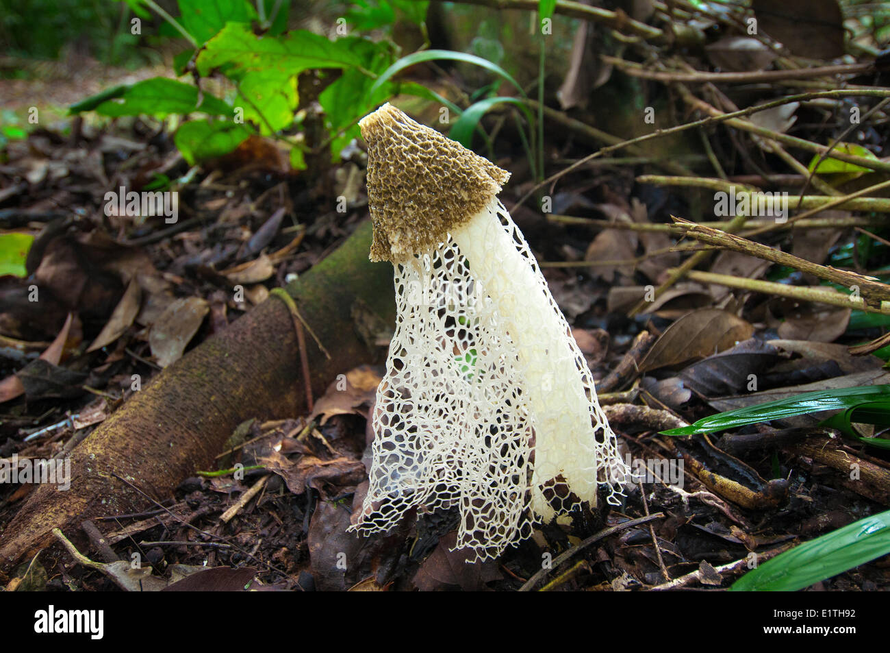 Brautschleier Pilz (Phallus Indusiatus) auch bekannt als Krinoline Stinkmorchel, tropischer Regenwald, Belize, Mittelamerika Stockfoto