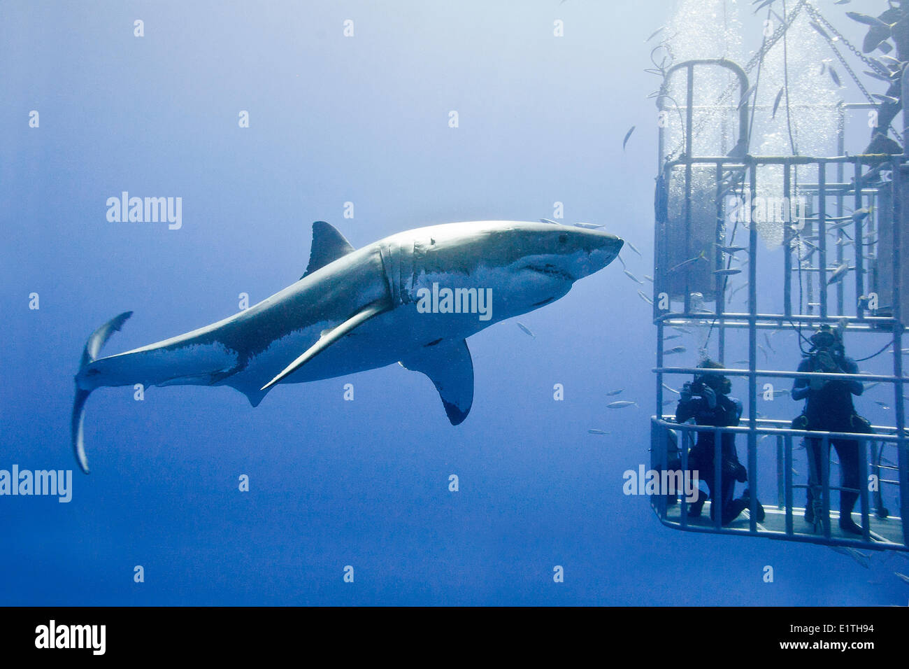 Käfig Tauchen für weiße Haie (Carcharodon Carcharias), Isla Guadalupe, Baja, Mexiko Stockfoto