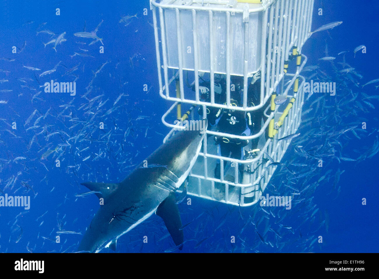 Käfig Tauchen für weiße Haie (Carcharodon Carcharias), Isla Guadalupe, Baja, Mexiko Stockfoto