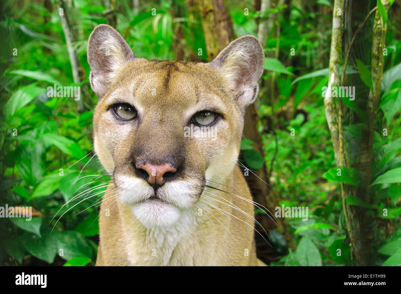 Zentralamerikanischen Puma (Felis Concolor), tropischen Regen Wälder, Belize, Mittelamerika Stockfoto
