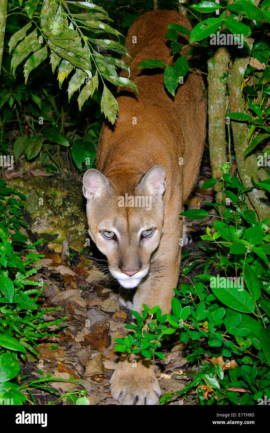 Zentralamerikanischen Puma (Felis Concolor), tropischen Regen Wälder, Belize, Mittelamerika Stockfoto