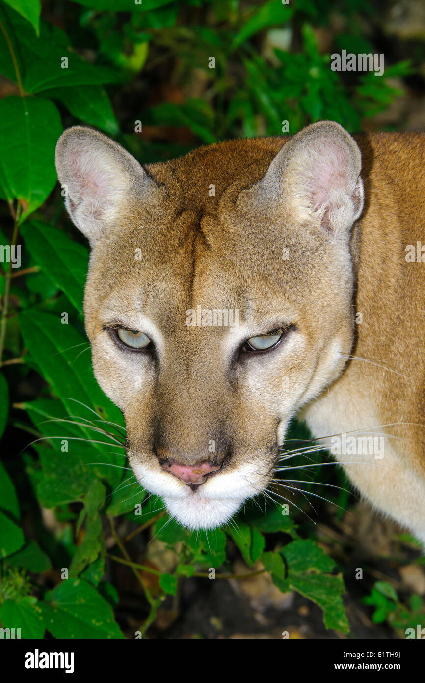 Zentralamerikanischen Puma (Felis Concolor), tropischen Regen Wälder, Belize, Mittelamerika Stockfoto