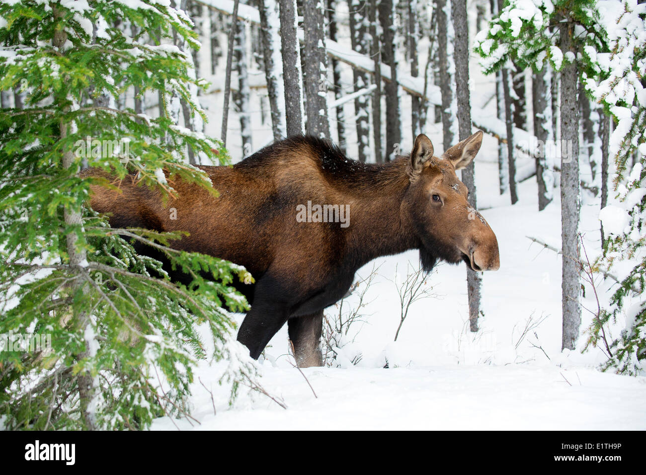 Kuh-Elch (Alces Alves), westlichen kanadischen Rocky Mountains, Jasper Nationalpark, Alberta, Kanada Stockfoto