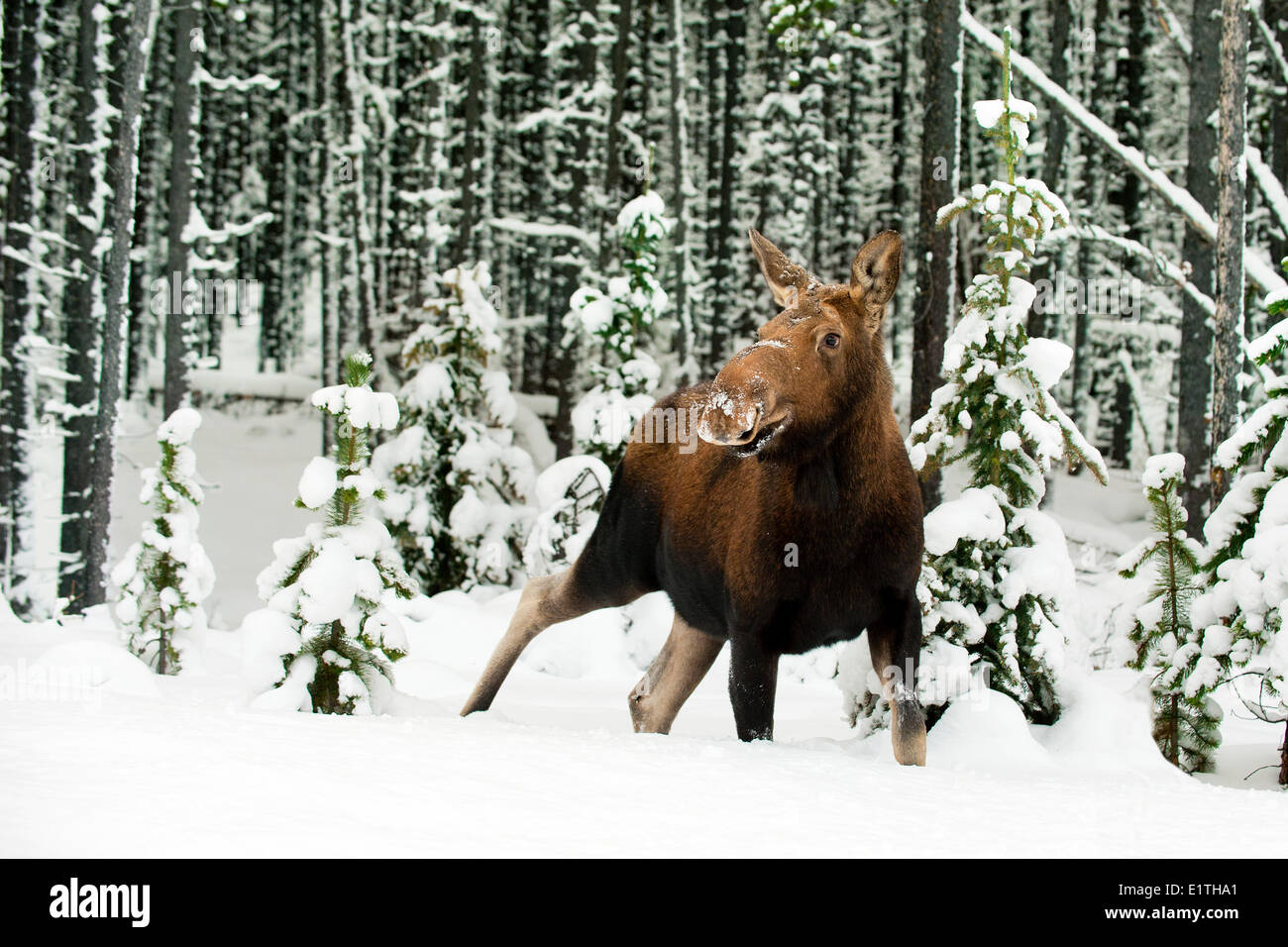 Kuh-Elch (Alces Alves), westlichen kanadischen Rocky Mountains, Jasper Nationalpark, Alberta, Kanada Stockfoto