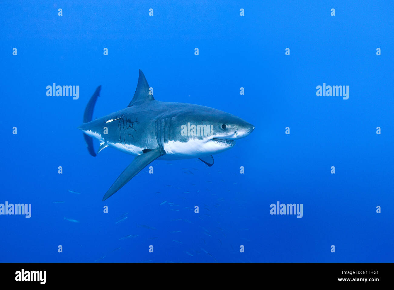 Weißer Hai (Carcharodon Carcharias), Isla Guadalupe, Baja, Mexiko Stockfoto