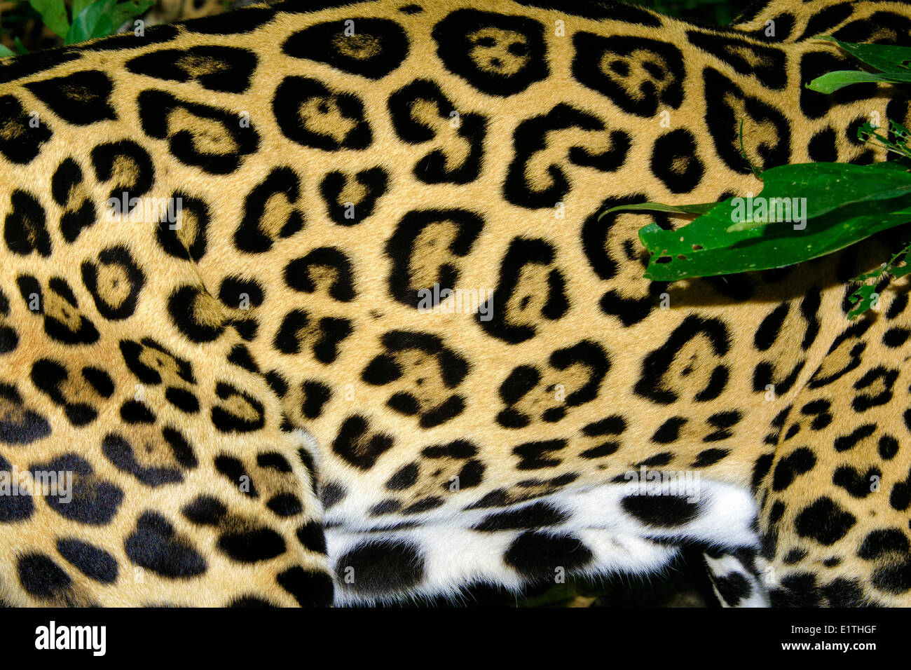 Jaguar (Panthera Onca) Fellmuster, tropischer Regenwald, Belize, Mittelamerika Stockfoto