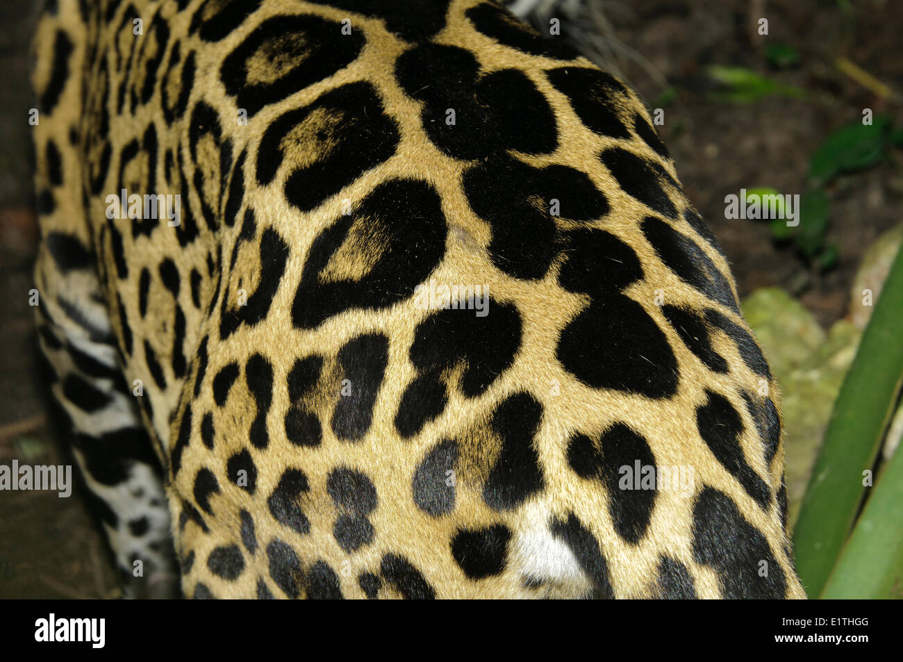 Jaguar (Panthera Onca) Fellmuster, tropischer Regenwald, Belize, Mittelamerika Stockfoto