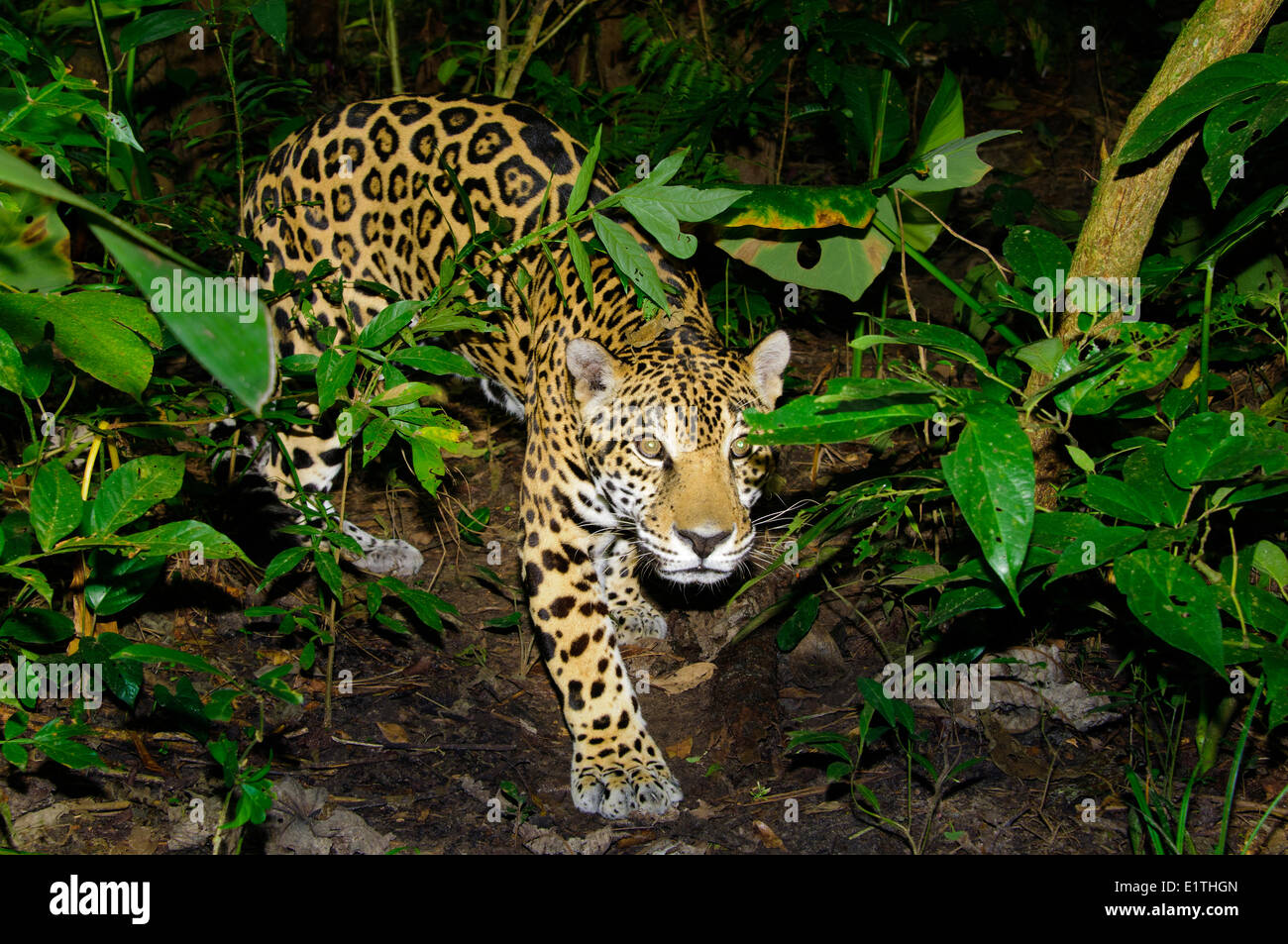 Jaguar (Panthera Onca), tropischer Regenwald, Belize, Mittelamerika Stockfoto