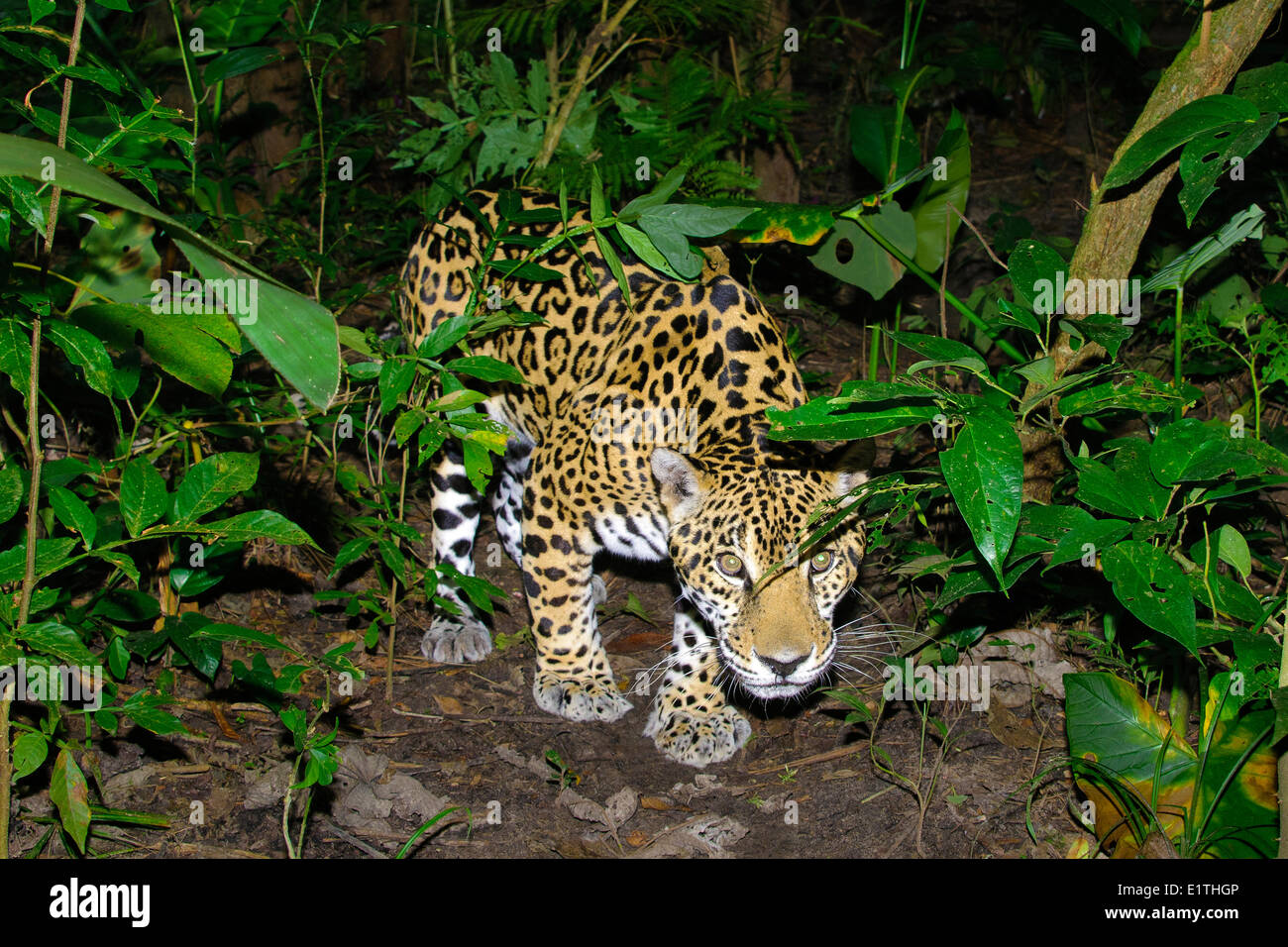 Jaguar (Panthera Onca), tropischer Regenwald, Belize, Mittelamerika Stockfoto