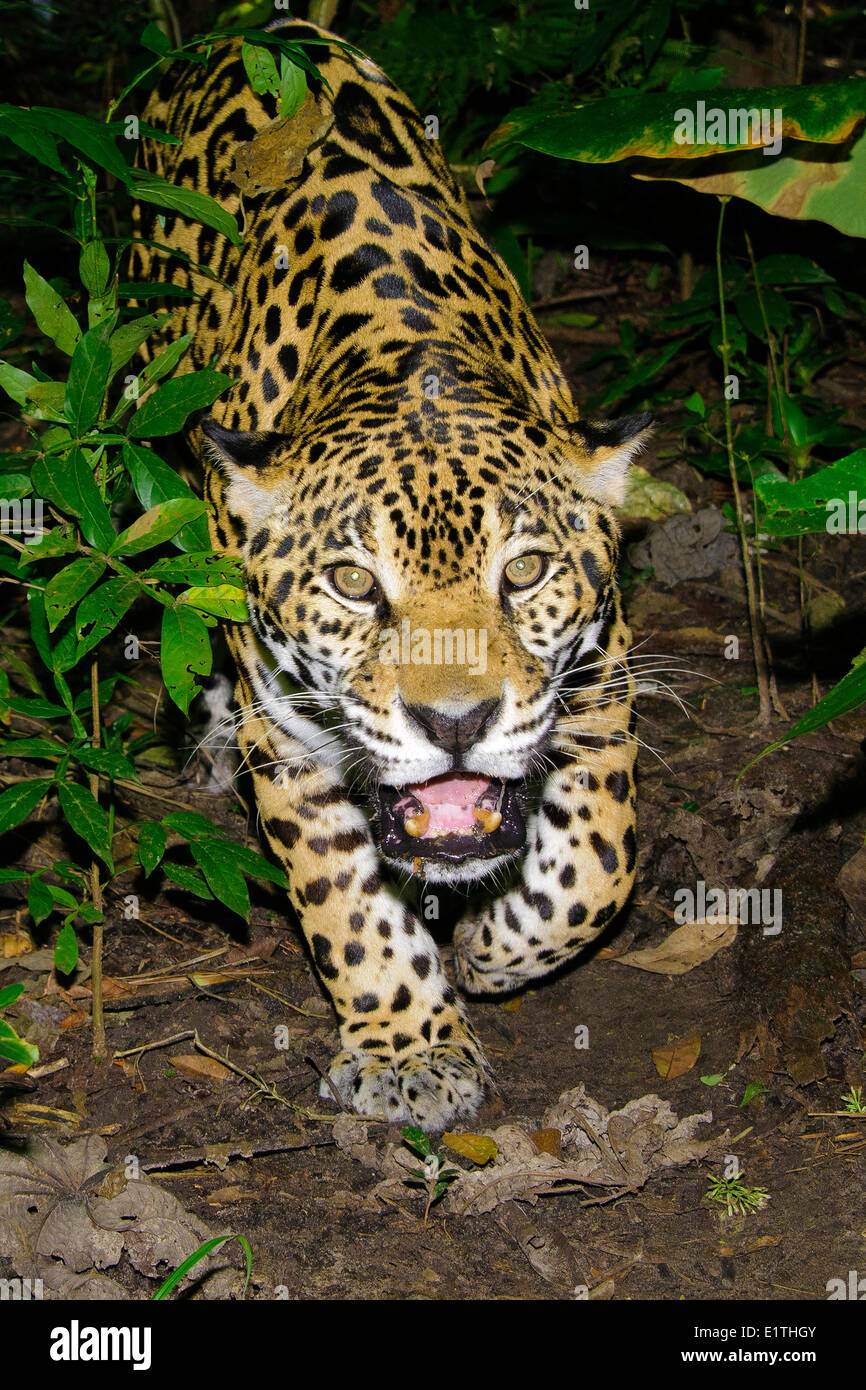 Jaguar (Panthera Onca), tropischer Regenwald, Belize, Mittelamerika Stockfoto