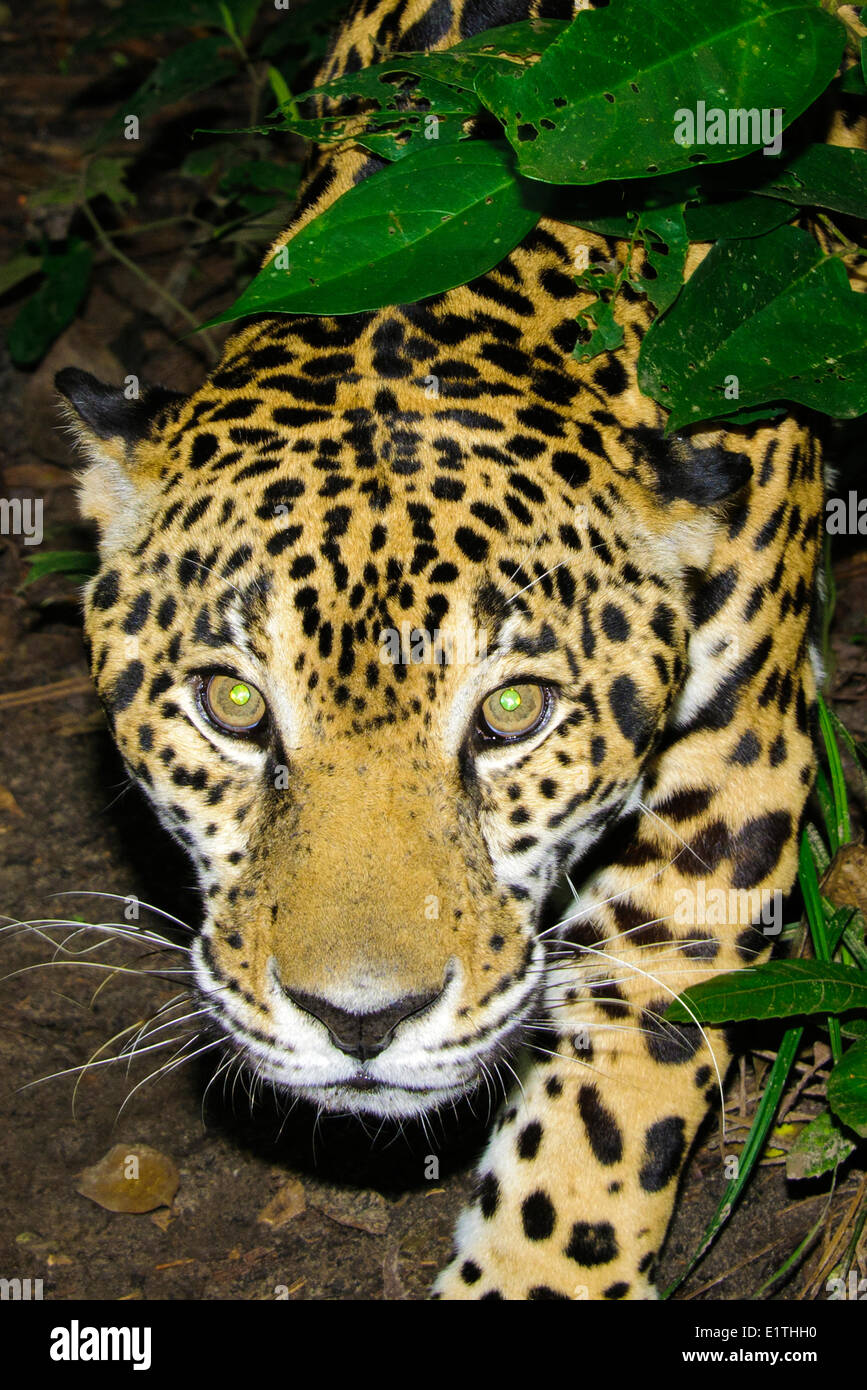 Jaguar (Panthera Onca), tropischer Regenwald, Belize, Mittelamerika Stockfoto