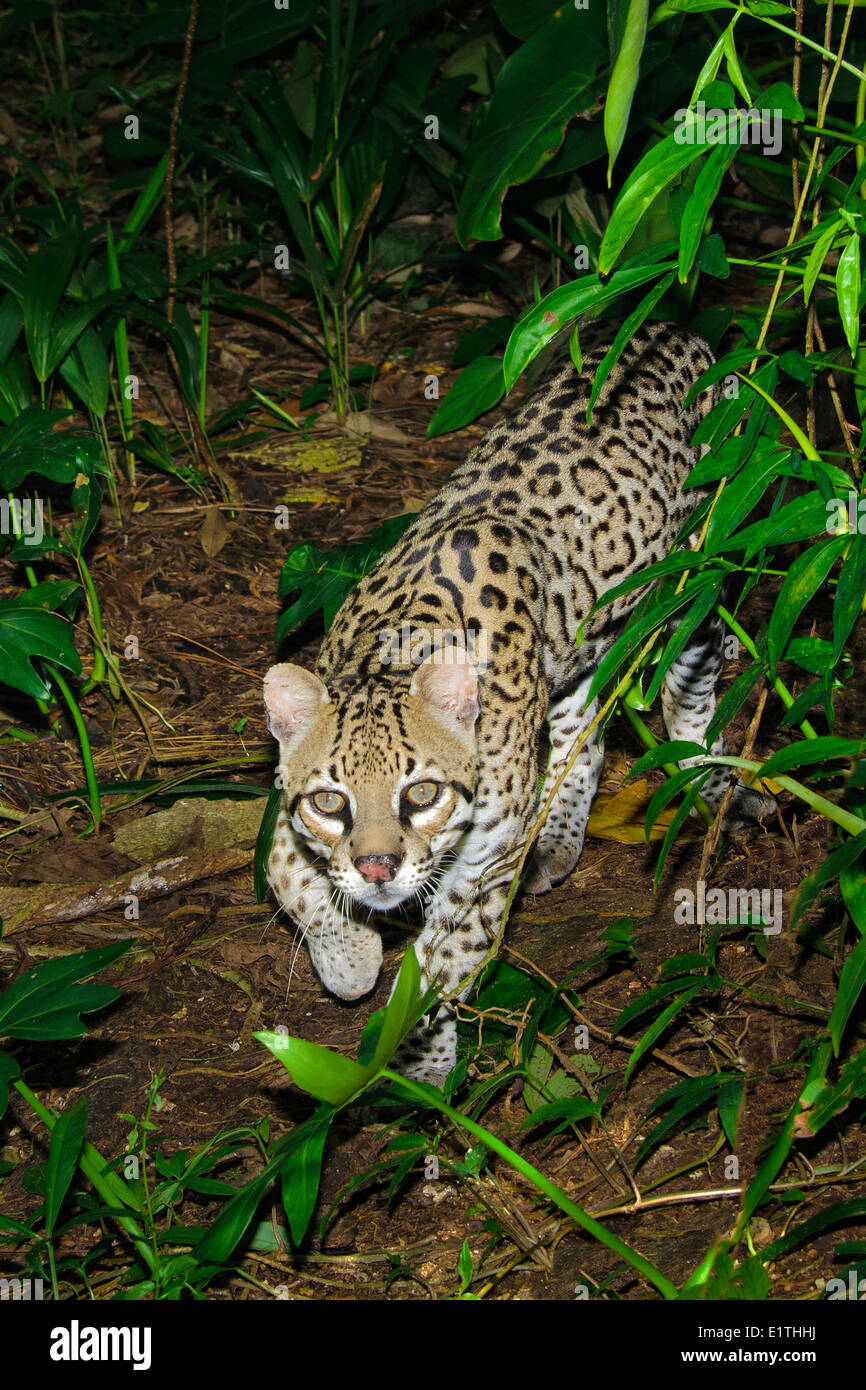 Ozelot (pardalis Pardalis), tropischer Regenwald, Belize, Mittelamerika Stockfoto