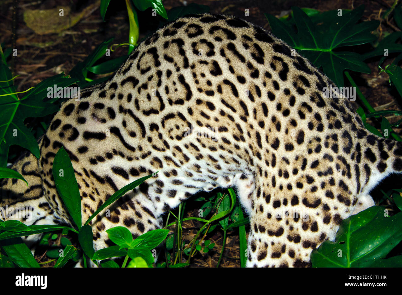 Ozelot (pardalis Pardalis), tropischer Regenwald, Belize, Mittelamerika Stockfoto