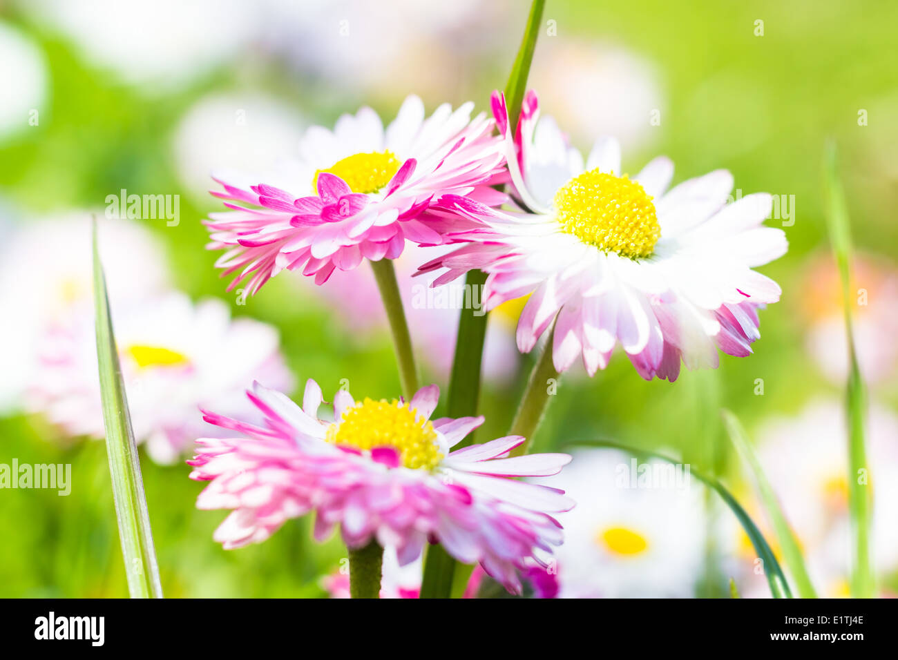 Frühling im Garten: Nahaufnahme einer Daisy Blume Stockfoto