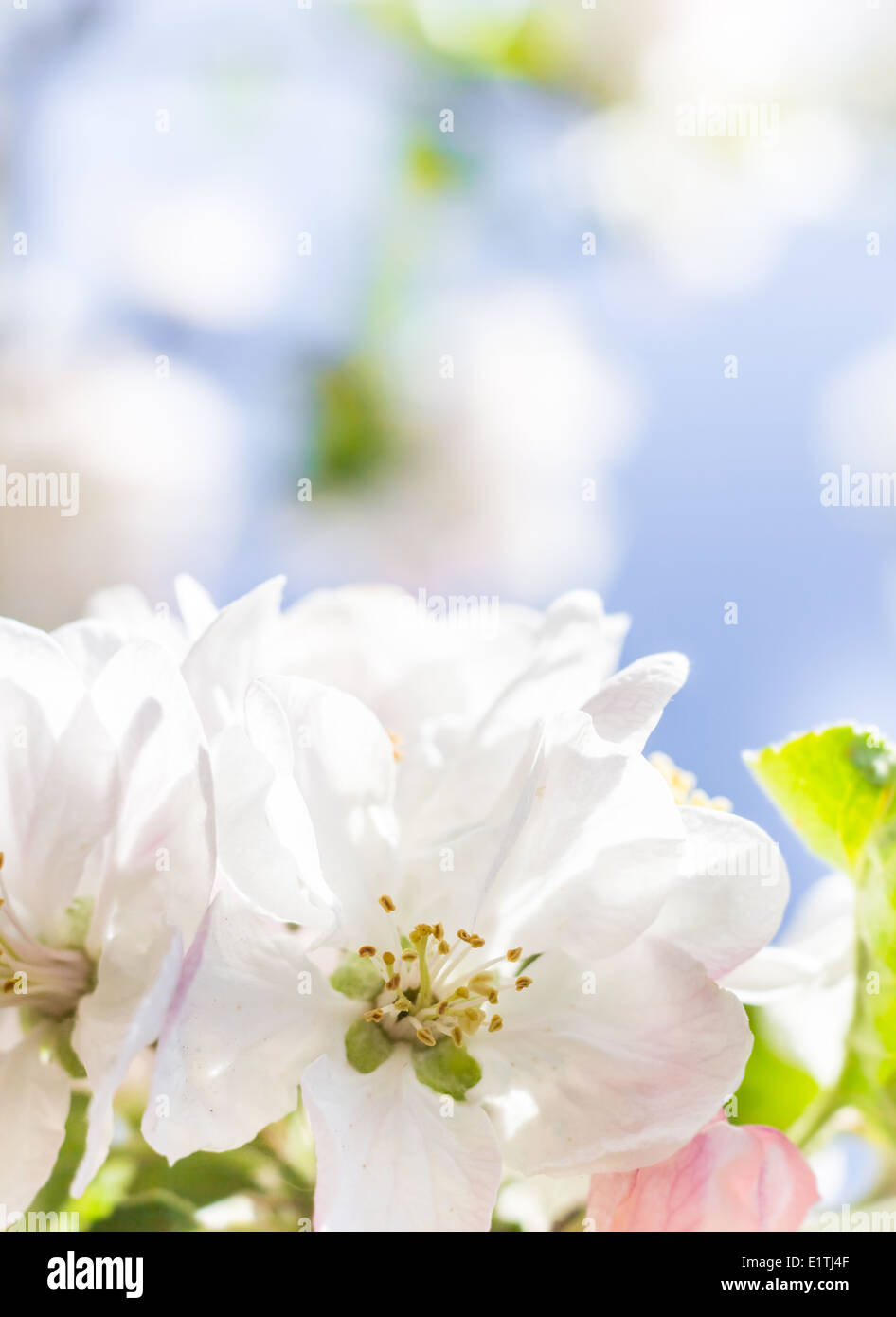 Nahaufnahme der Blüten blühenden Kirschbaum Bäume Stockfoto