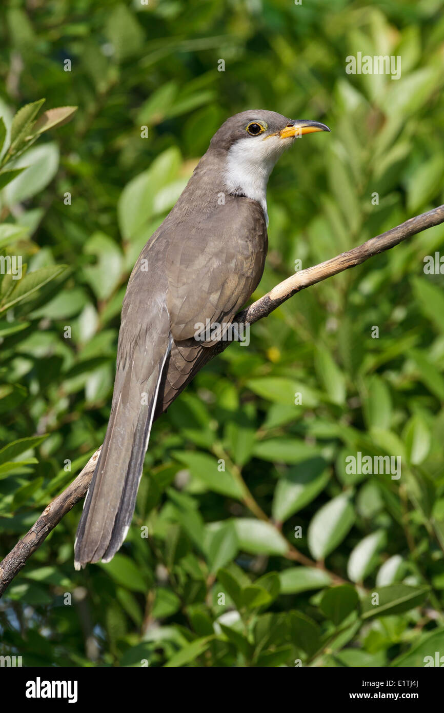 Gelb-billed Kuckuck - Coccyzus americanus Stockfoto