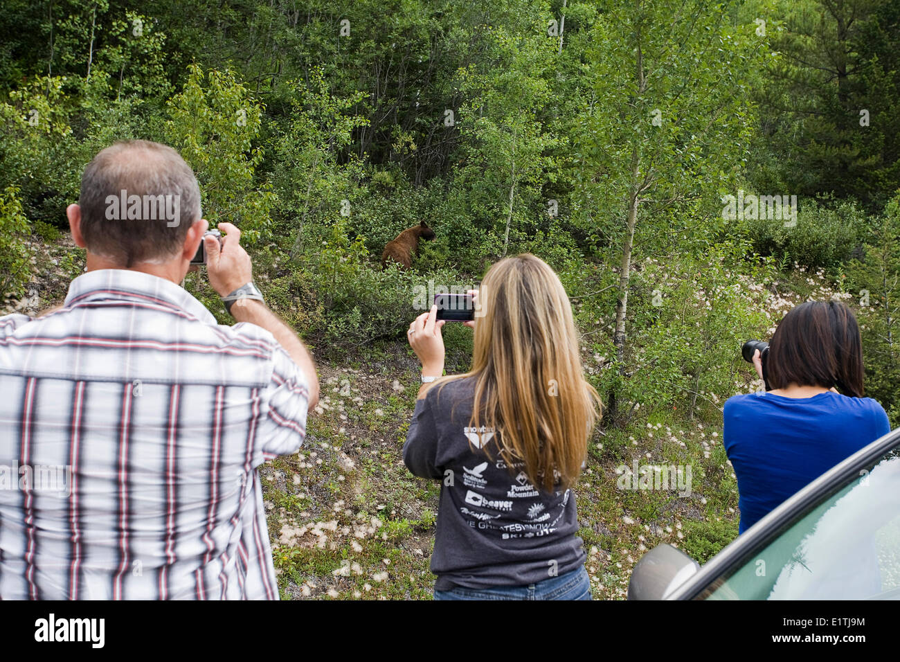 Touristen auf dem Icefields Parkway fotografieren Braunbär Beweidung in Graben. Stockfoto