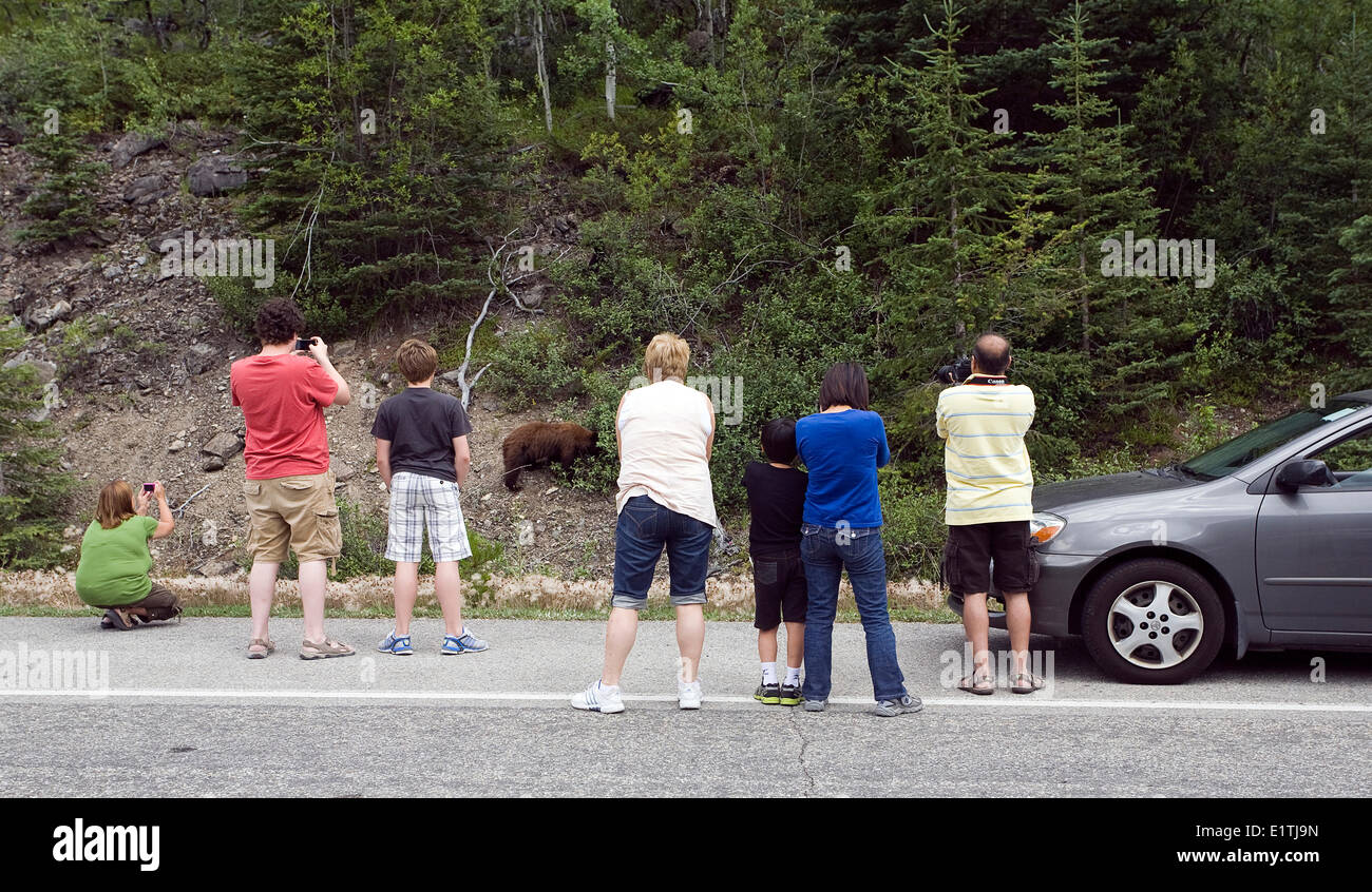 Touristen auf dem Icefields Parkway fotografieren Braunbär Beweidung in Graben. Stockfoto