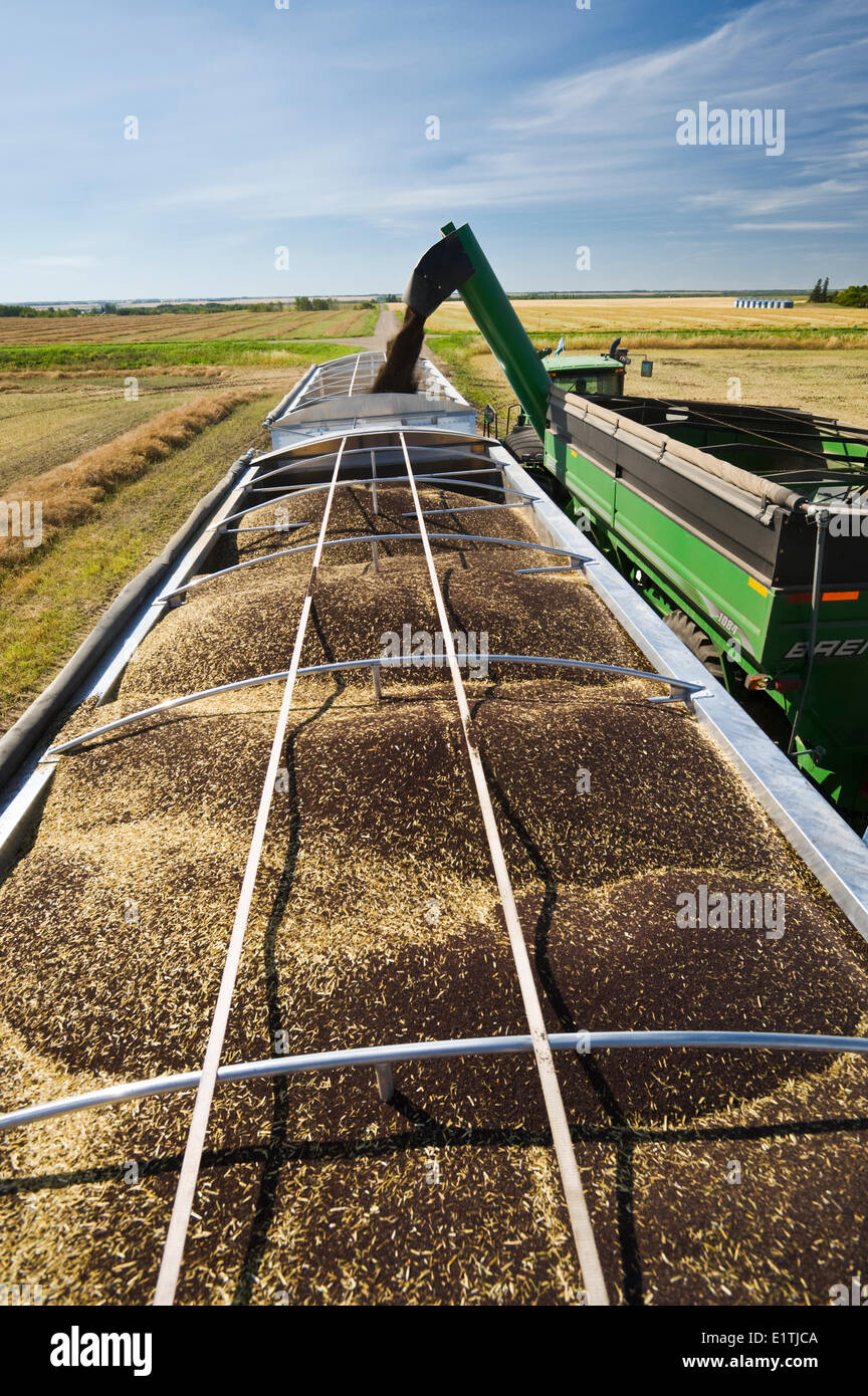 ein Korn Wagen entlädt Raps in einen Bauernhof LKW während der Ernte, in der Nähe von Kamsack, Saskatchewan, Kanada Stockfoto