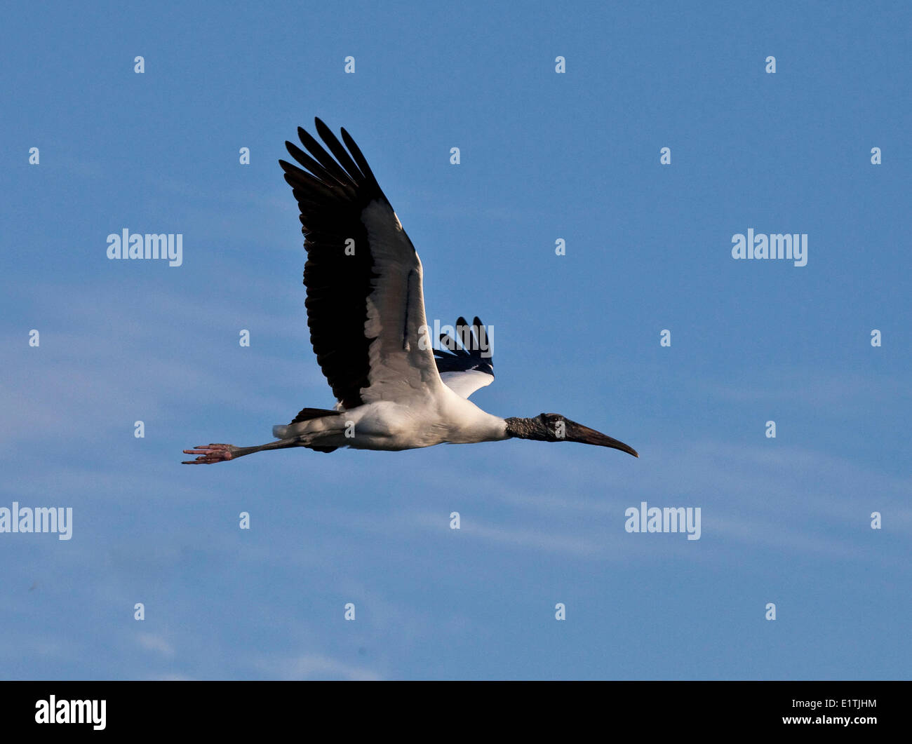 Woodstork im Flug, Mycteria Americana, Florida Stockfoto