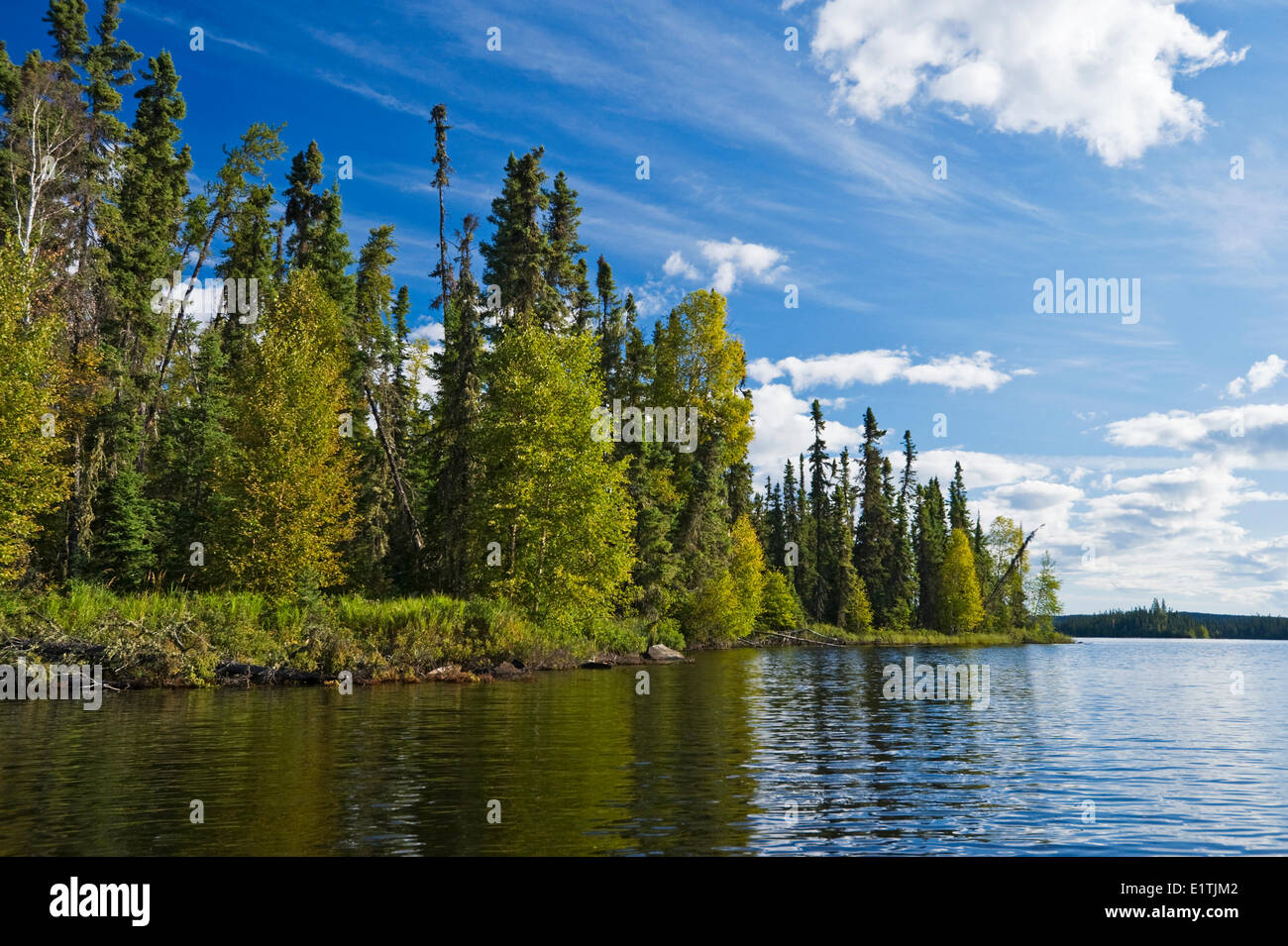 Fichtenwald entlang See, Little Deer Lake, Lac La Ronge Provincial Park, nördlichen Saskatchewan, Kanada Stockfoto