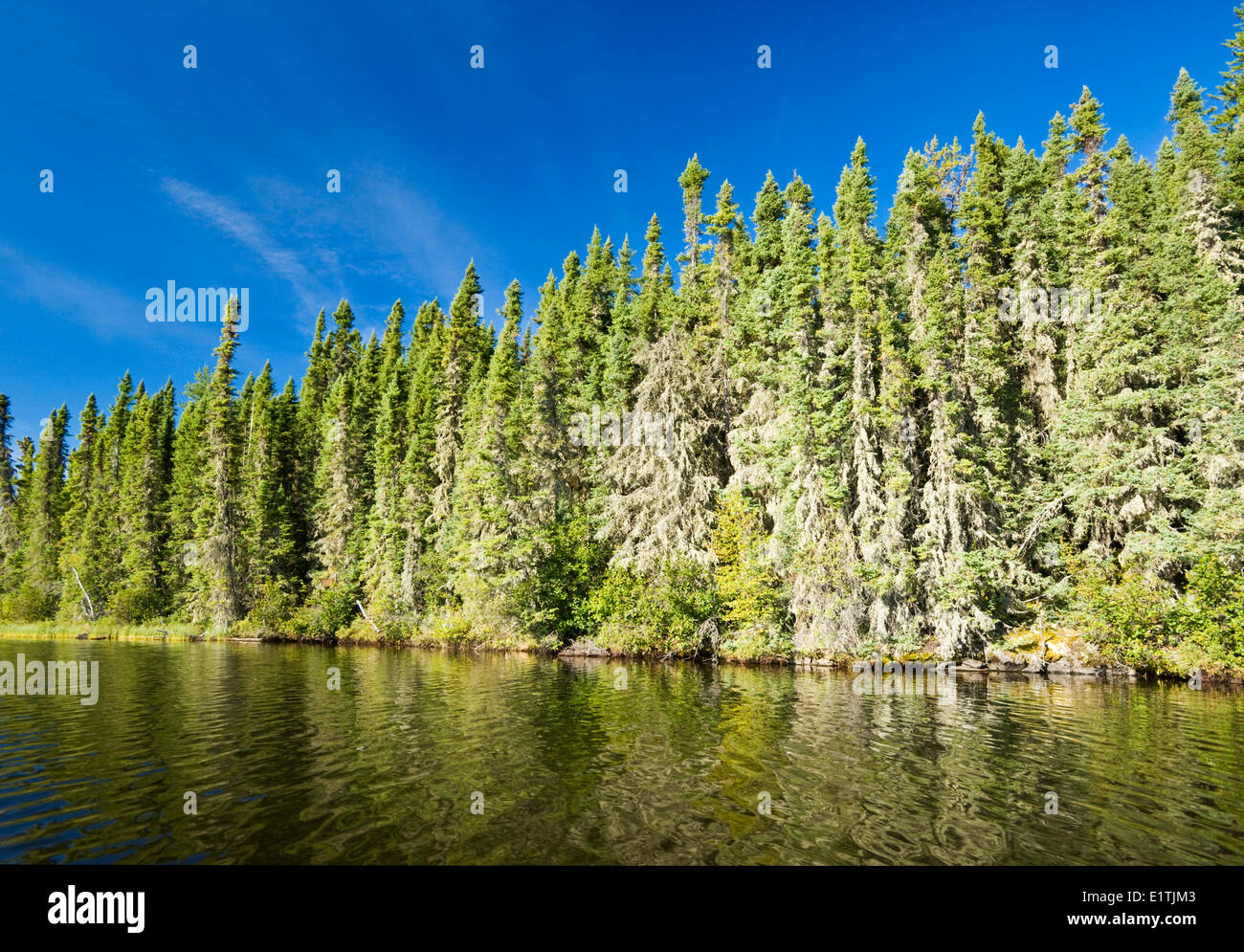 Fichtenwald entlang See, Little Deer Lake, Lac La Ronge Provincial Park, nördlichen Saskatchewan, Kanada Stockfoto