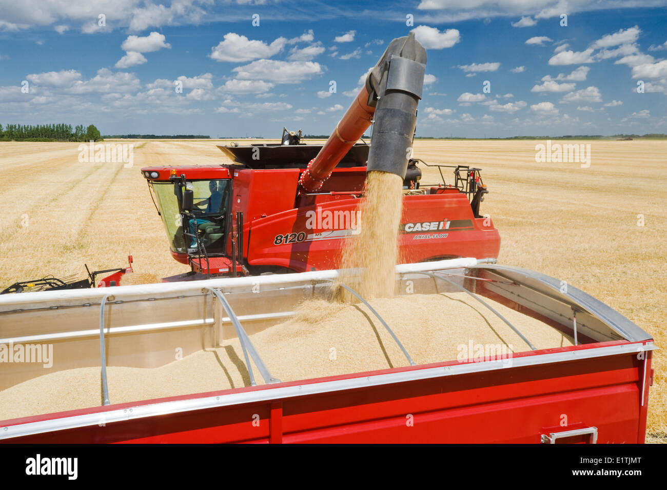 ein Mähdrescher Schnecken Gerste in einen Bauernhof LKW während der Ernte, in der Nähe von Dugald, Manitoba, Kanada Stockfoto