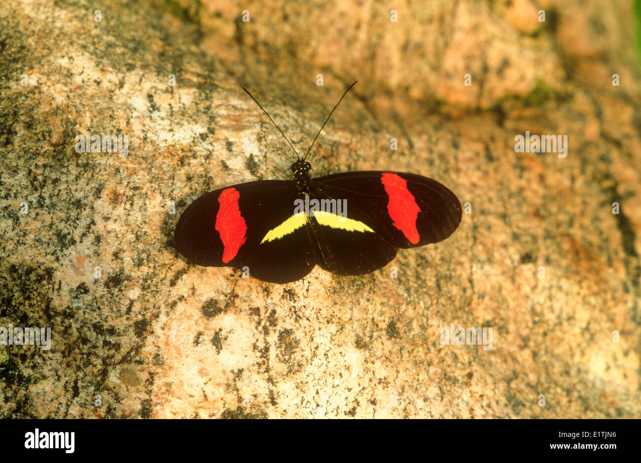 Die roten Briefträger oder Crimson gepatcht Longwing Schmetterling, (Heliconius Erato Petiverana), Dorsalansicht S TX, E Mexiko bis Panama Stockfoto
