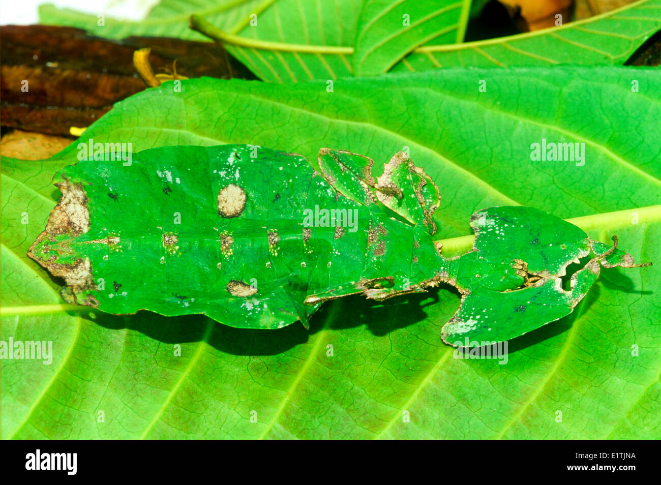 (Phyllium Giganteum), Blatt Insekt, Malaysia Stockfoto