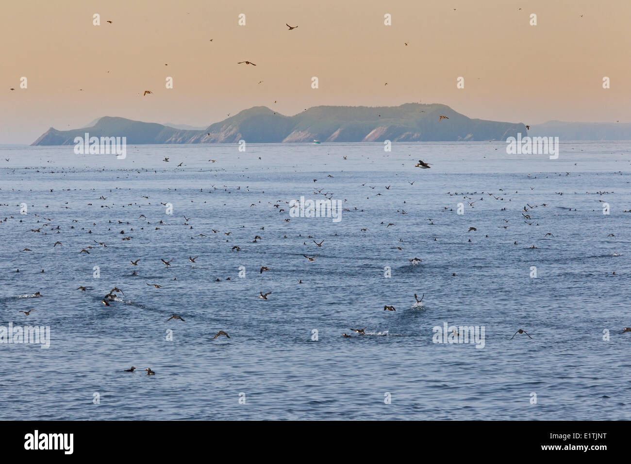 Papageientaucher und wärmeren vor Great Island, Witless Bay Ecological Reserve, Neufundland, Kanada Stockfoto