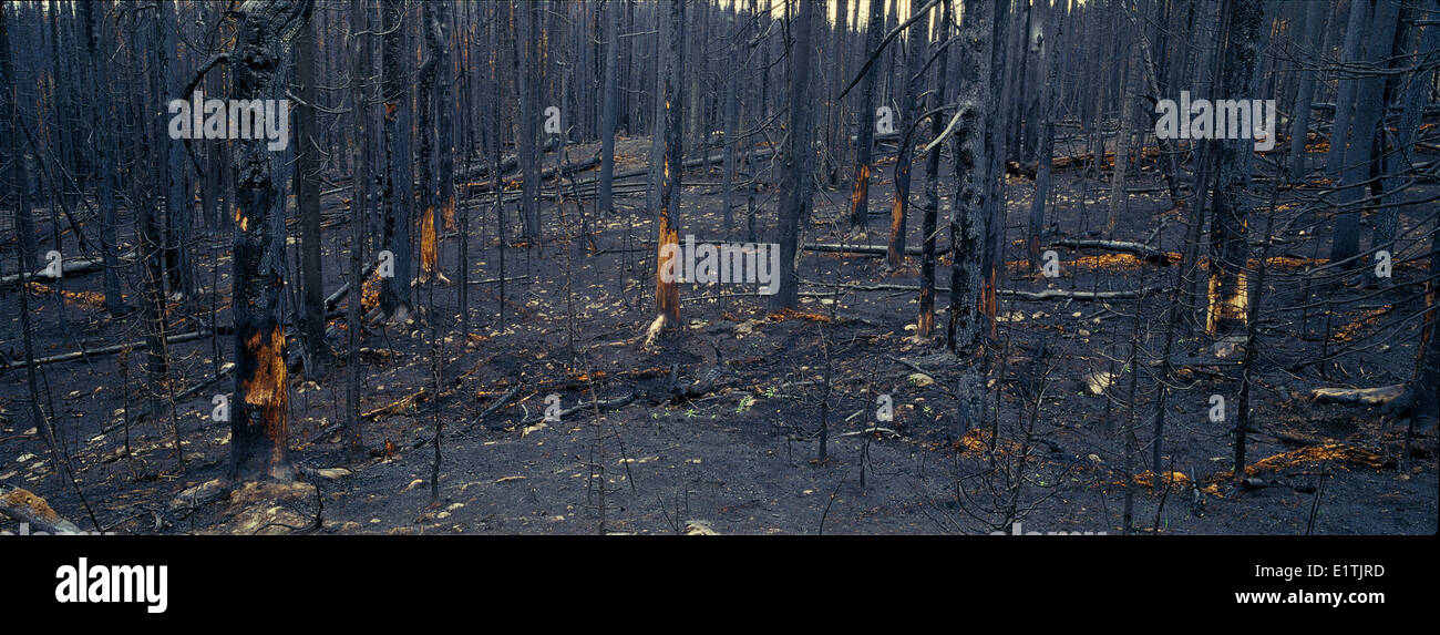 Zeitreihen verbrannten Wald Gegenbaur Fichten Picea Englemannii subalpine Tanne Abies Lasiocarpa sofort nach Brand im Stockfoto