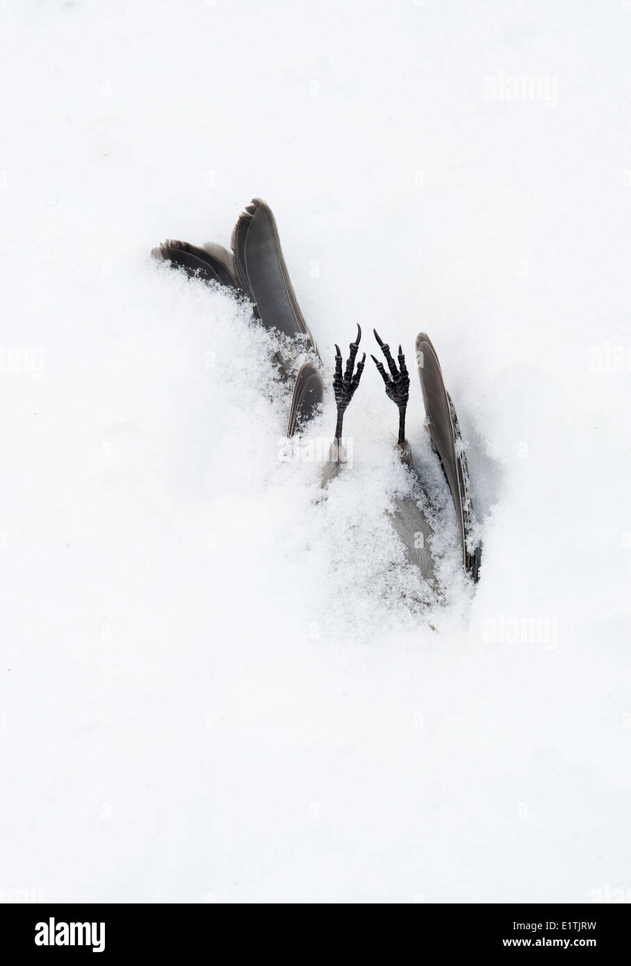 Winter Tod kalt Unfall toten Vogel weibliche Kiefer Grosbeak Pinicola Enucleator im Schnee Nadel-Wald 150 Mile House Cariboo Stockfoto