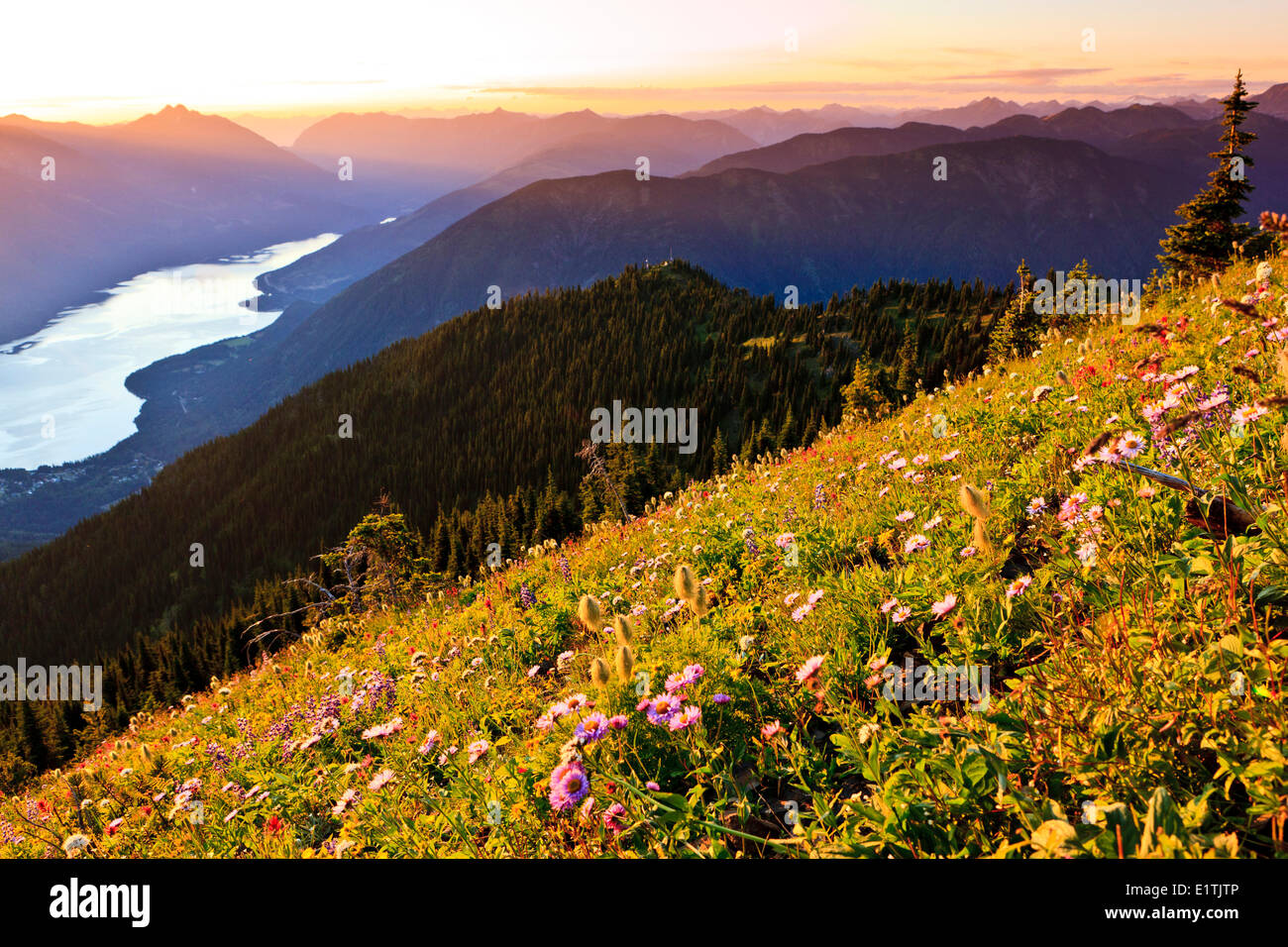 Bereich der Wildblumen auf Idaho Peak, blickte auf Slocan See und Bereich von Nakusp. In der Nähe von New Denver, British Columbia. Stockfoto