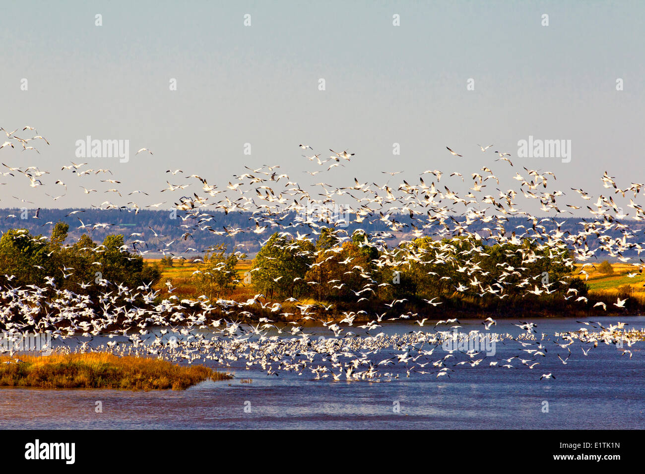 Schneegänse, l ' Isle Verte Bird Sanctuary, Quebec, Kanada Stockfoto